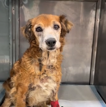 N2201077 Everyone Thought It Was Over for This Injured Animal