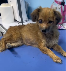 N2201078 Wounded and Surrounded — No One Expected This Ending