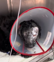 N2201081 You Won’t Believe How This Injured Animal Escaped