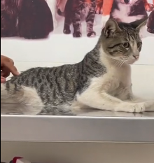 N2201082 Injured and Alone in the Wild… Could It Survive