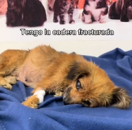 N2201083 Seconds From Death — The Struggle of an Injured Animal