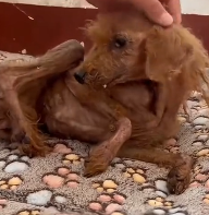 N0201064 Save stick legged stray #saveadog #viraldog #disableddog #stopan…