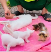 N2201085 This Injured Animal Was Found When It Was Almost Too Late