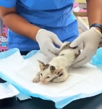 N2201086 This Animal Was Bleeding and Running Out of Options