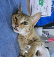 N2201087 This Animal Couldn’t Run… Danger Was Closing In