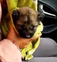 N2201088 A Wounded Animal Caught in the Worst Possible Situation