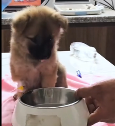 N2201089 Barely Breathing… An Injured Animal’s Fight for Life