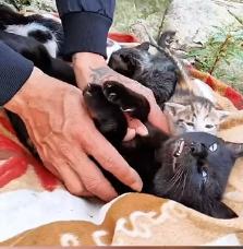 N2201091 Barely Alive… The Fight of an Injured Animal