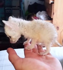 N2201092 Nature Turned Cruel on This Wounded Animal