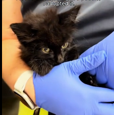 N2201093 Predator Closing In on an Injured Animal — Watch Carefully