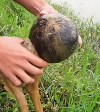 N2201094 Injured and Alone in the Wild… Time Was Running Out