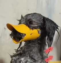 N0201065 Chained years until his ARMOR fell off #saveadog #beforeandafter