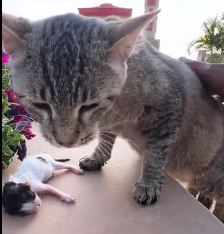 N2201095 Everyone Thought This Injured Animal Had No Chance
