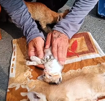 N2201096 Wounded, Trapped, and Surrounded — What Happens Next Is Unreal