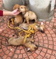 N2201097 An Injured Animal Facing the Most Terrifying Moment of Its Life