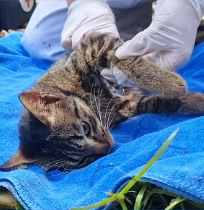 N2201098 You Won’t Believe How This Injured Animal Survived