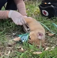 N2201101 Hurt, Weak, and Alone… This Animal Couldn’t Escape