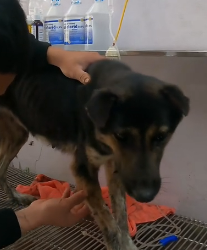 N2201102 This Injured Animal Didn’t Have Much Time Left