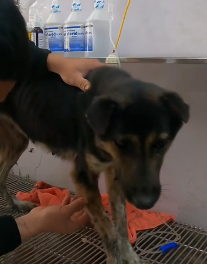 N2201102 This Injured Animal Didn’t Have Much Time Left