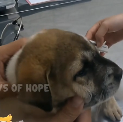 N2201103 Injured, Scared, and Alone… Would You Click to Help