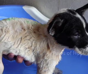 N2201104 An Animal Suffering Silently… Until Someone Noticed