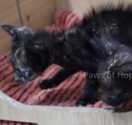 N2201105 This Animal Was Hurt and Trapped — The Ending Is Unexpected