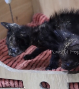 N2201105 This Animal Was Hurt and Trapped — The Ending Is Unexpected