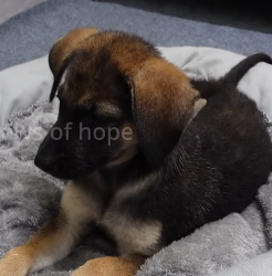 N2201106 Found in Pain and Danger — This Animal’s Story Is Heartbreaking