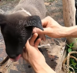 N2201107 Everyone Ignored This Injured Animal… Until This Moment