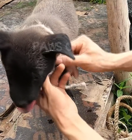 N2201107 Everyone Ignored This Injured Animal… Until This Moment