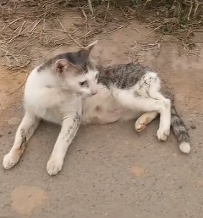 N2201108 Bleeding and Alone… This Animal Needed Help Immediately