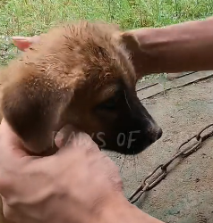 N2201109 This Animal Was Found Injured… The Reason Will Surprise You