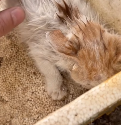 N2201110 An Animal in Serious Danger — You Won’t Believe What We Saw