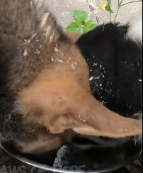 N2201111 An Animal Crying in Pain… Few People Know This Story