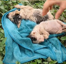 N2201112 An Animal in Critical Danger — Click to See the Truth