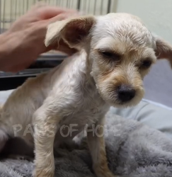 N2201113 Left Hurt and Helpless… Will This Animal Survive