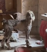 N0201067 Scruffy, Starving, Saved His Road to Recovery #straydog #giantpoodl