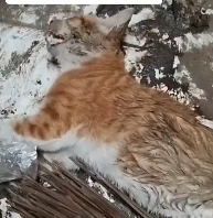 N2201116 This Animal Was Found Injured in a Terrifying Situation