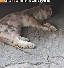 N2201115 An Injured Animal Facing a Danger No One Saw Coming