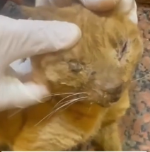 N2201117 A Dangerous Moment That Nearly Took This Animal’s Life