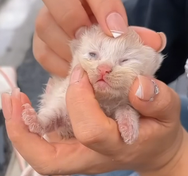 N2801001 Left in the Middle of the Road, Waiting for a Miracle