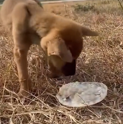 N2801002 While was buying porridge my child, accidentally spotted this