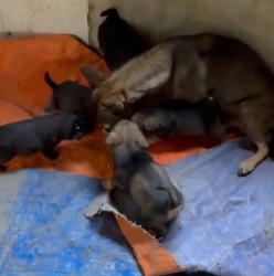 N2801003 While exercising, accidentally heard strange noises coming an