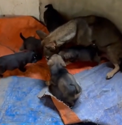 N2801003 While exercising, accidentally heard strange noises coming an