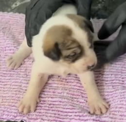 N2801004 While inspecting an old, abandoned shed behind my house, accidental