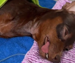 N2801005 While checking garden behind my house, accidentally discovered