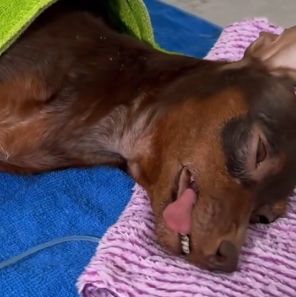 N2801005 While checking garden behind my house, accidentally discovered