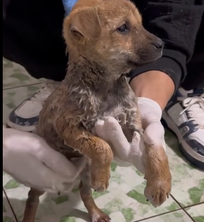 N2801006 While inspecting my old, abandoned warehouse, discovered poor