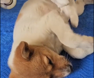 N2801007 This Was Almost His Final Moment… Part 2