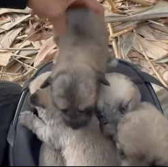 N2801008 Too Scared to Move, Too Weak to Escape